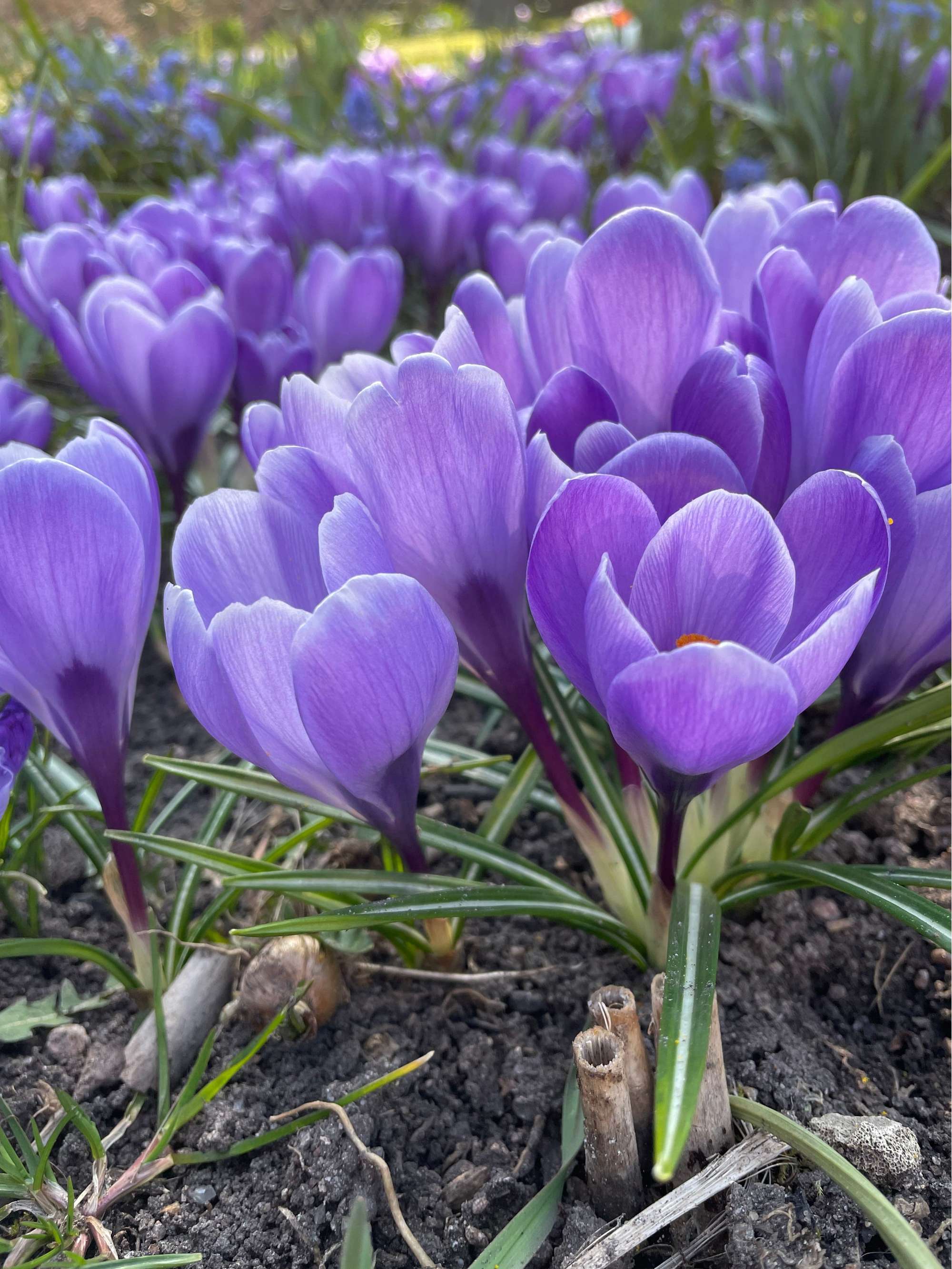 Krokus 'Grand Maitre'